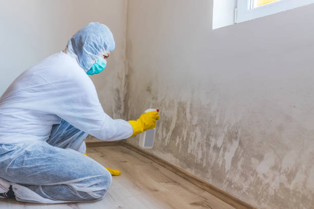 Licensed Mold Removal service in Palmyra, PA - WQB Mold Removal
